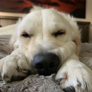 Meet your Posher, Bill